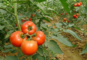 番茄果实番茄红素用色差仪评定的方法